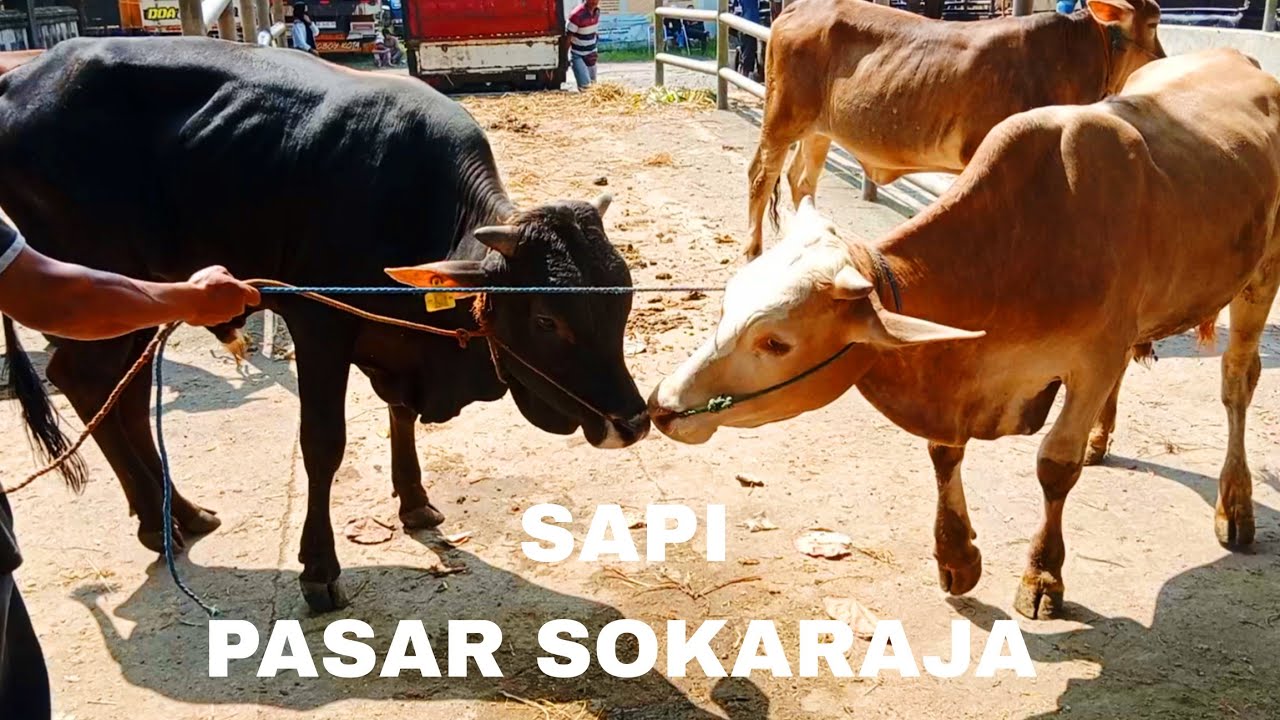Sapi - Cow - Lagu Sapi Anak Indonesia Viral - Sapi Pasar Sokaraja - Sapi Limosin - Sapi Super 