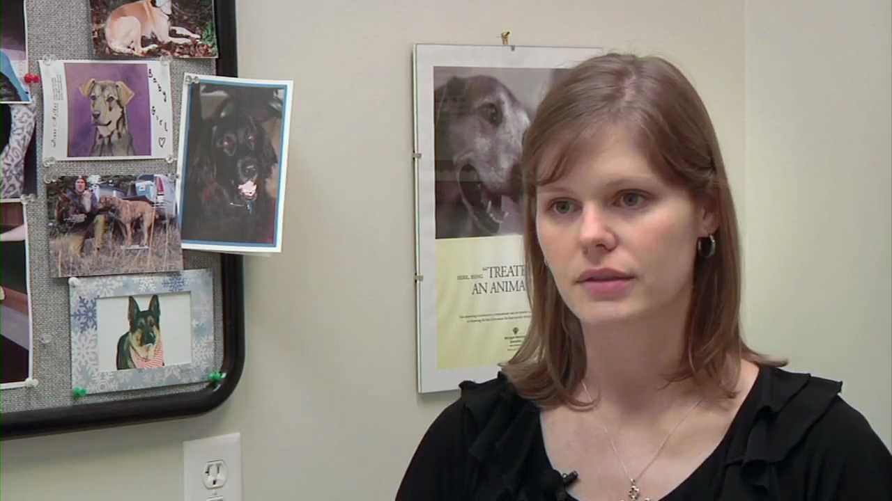 Radiation Therapy for Pets