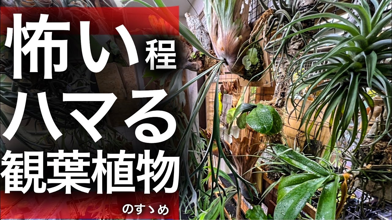 もう無理...抜け出せない植物の沼から...【ビカクシダ・コウモリラン】