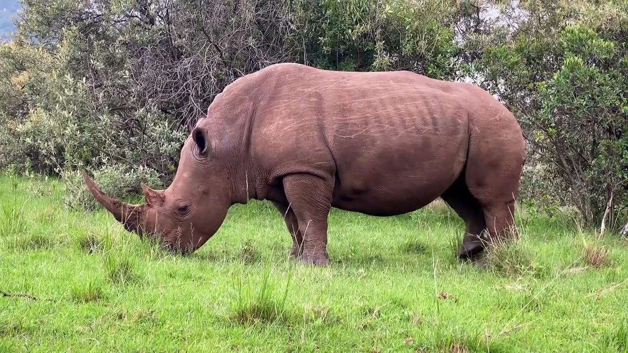 Das Nashorn (Wissen f&uuml;r Kinder)