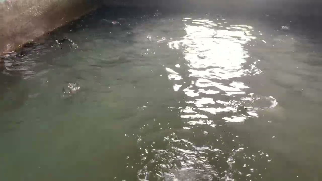 Mẹo nhỏ khi cho cá rô ăn trong bể xi măng 