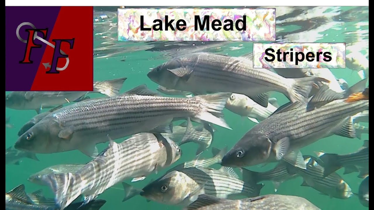 Hunting for Stripers at Lake Mead!