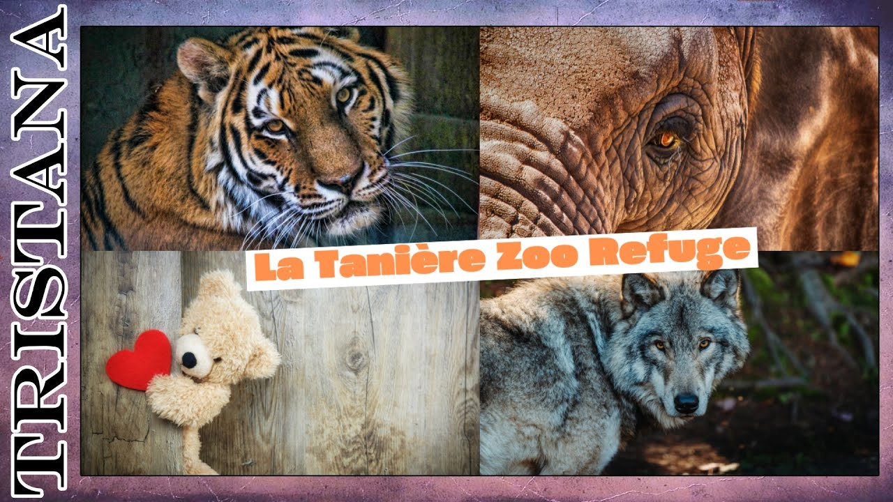 Exploration de la TANIERE LE ZOO REFUGE (28) 🐅