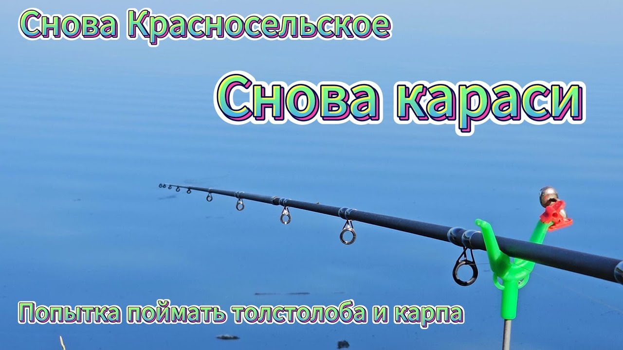 Снова Красносельское. Снова Караси. Попытка поймать толстолоба и карпа. Река Кочеты.