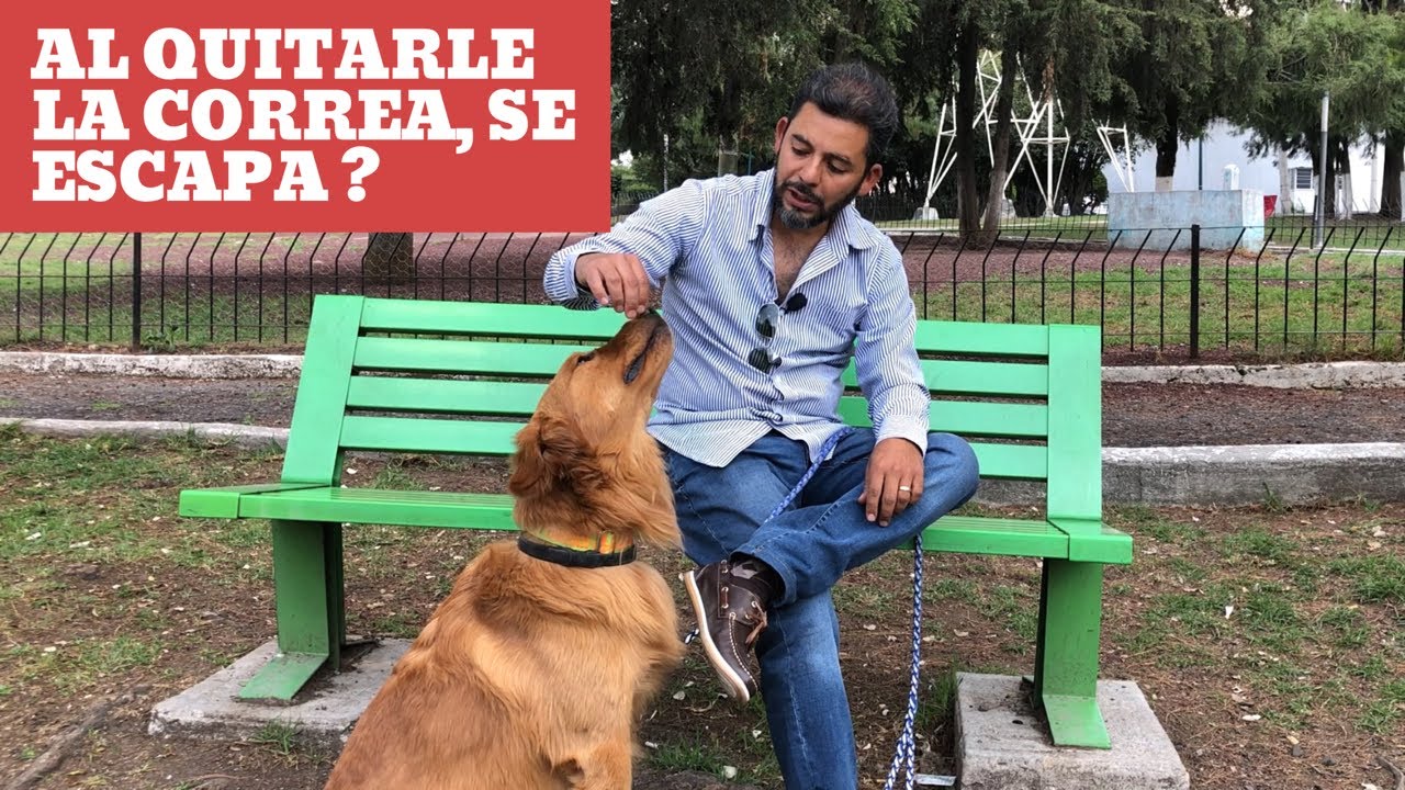 Al quitar la correa se escapa tu perro ? | Enseña a tu perro a no escapar cuando lo sueltas