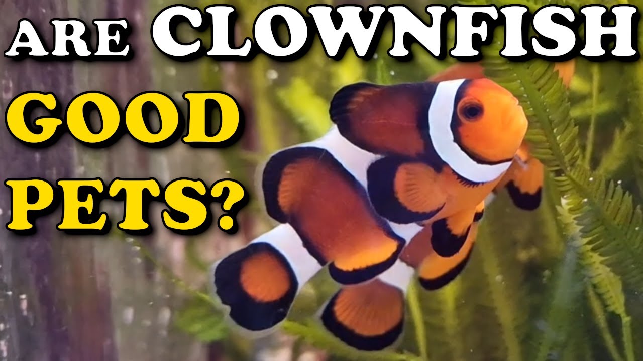 Keeping NEMO: Are Clownfish GOOD PETS? | Easy To Take Care Of?