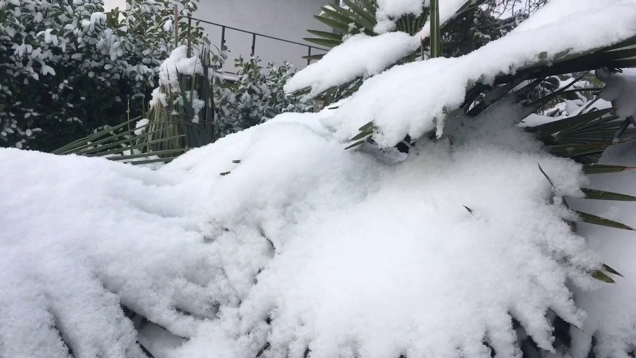 Hardy palms in snow - zone 7 garden