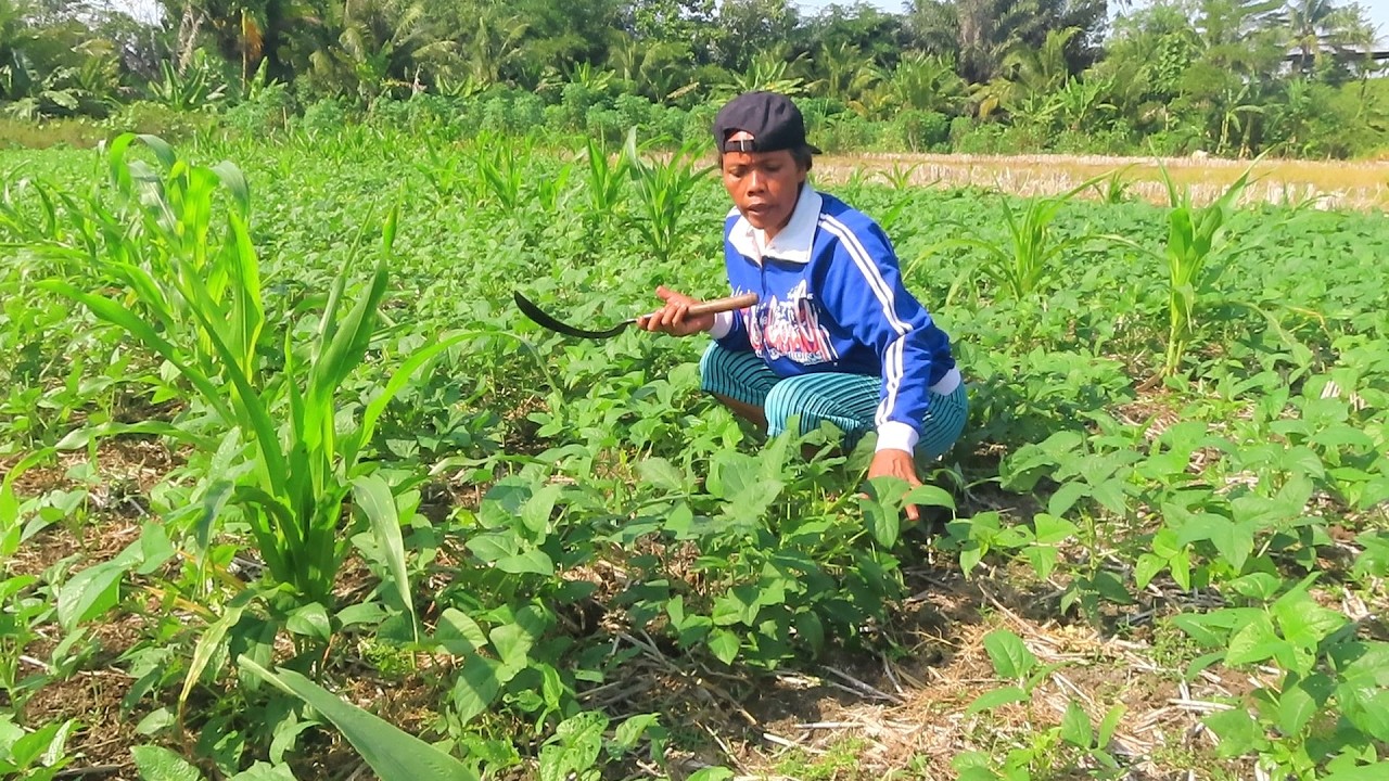 DAUN LEMBAYUNG PEPES IKAN PEDA, TELOR ASIN|| 100% BIKIN BOROS NASI