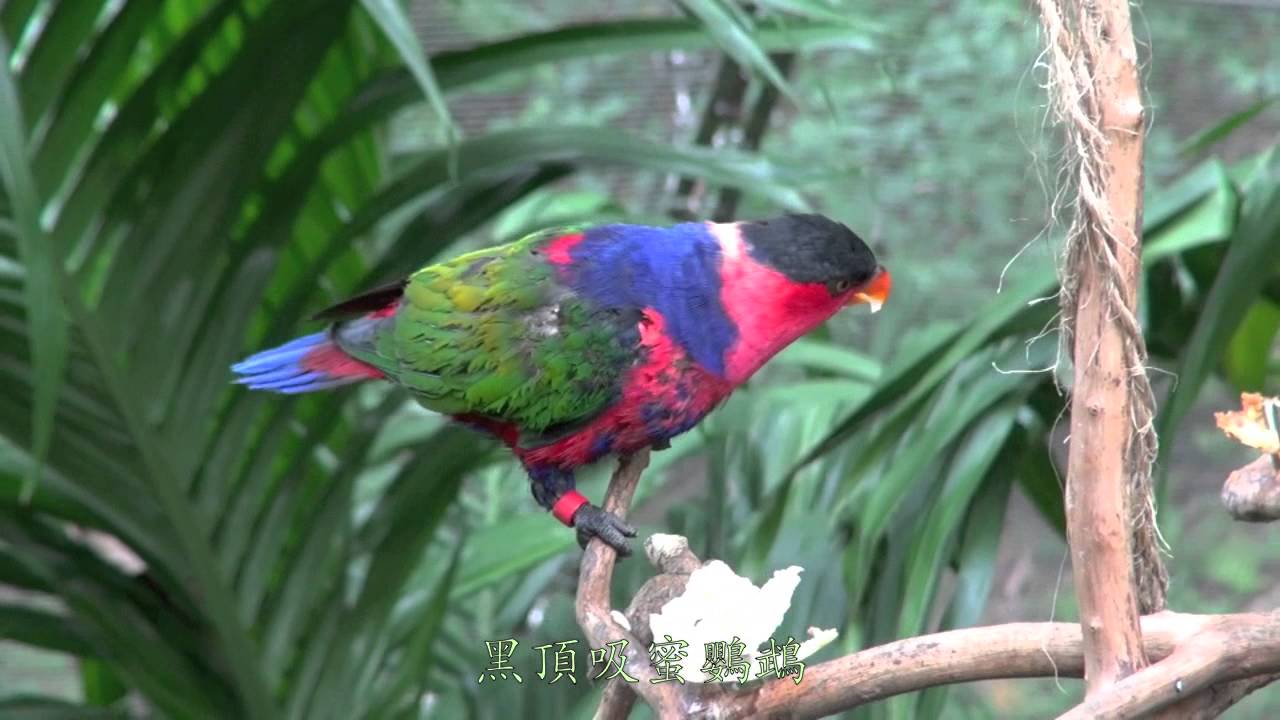 香港公園尤德觀鳥園