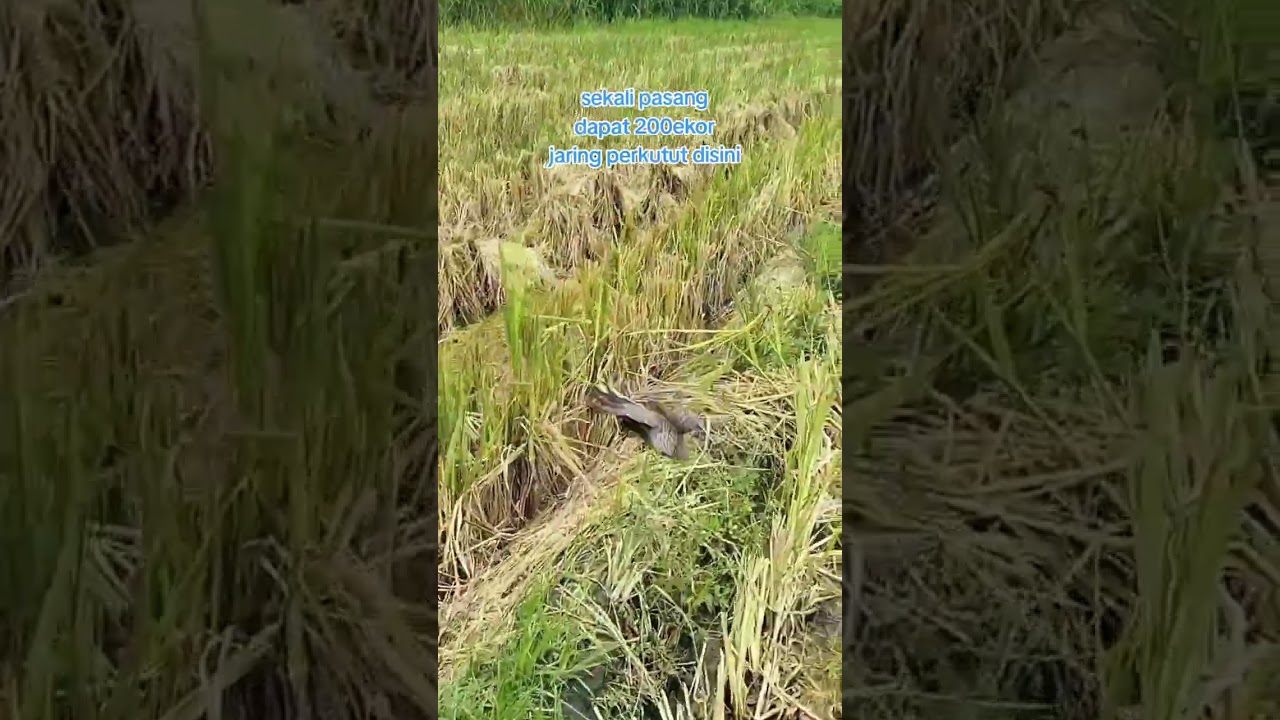 jaring burung perkutut dapat ratusan ekor