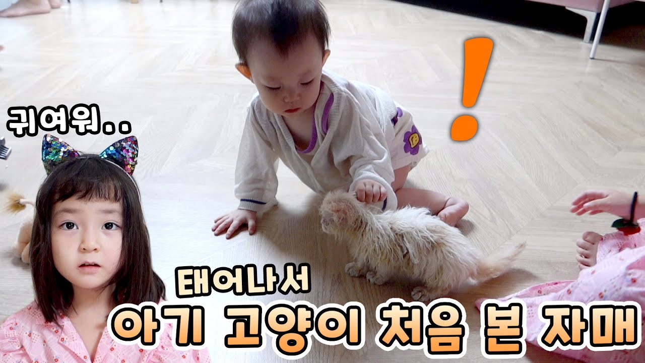 태어나서 처음으로 아기 고양이 본 예콩이와 동생 설이! 아기 냥이와의 첫 만남~ [예콩이TV]