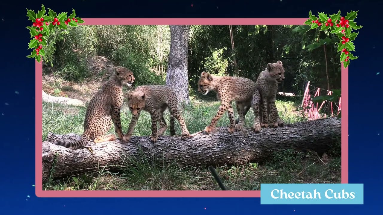 Saint Louis Zoo holiday card 2025