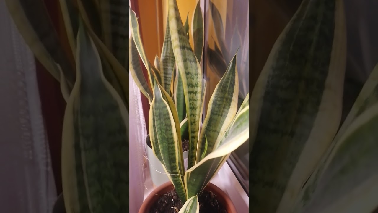 Sansewieria skutecznie pochłania toksyny i produkuje tlen ❤️ #zdrowie #kwiaty #vlog #love #życie