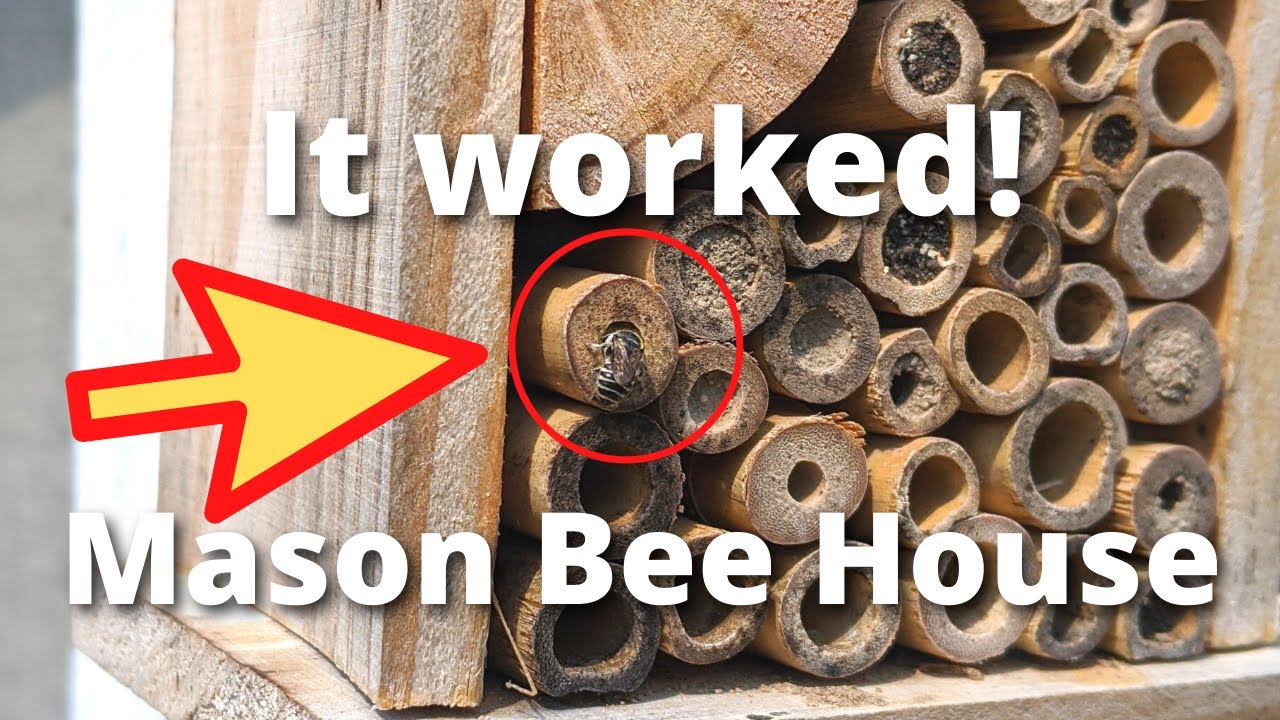 Mason Bee House Update (and other garden stuff)