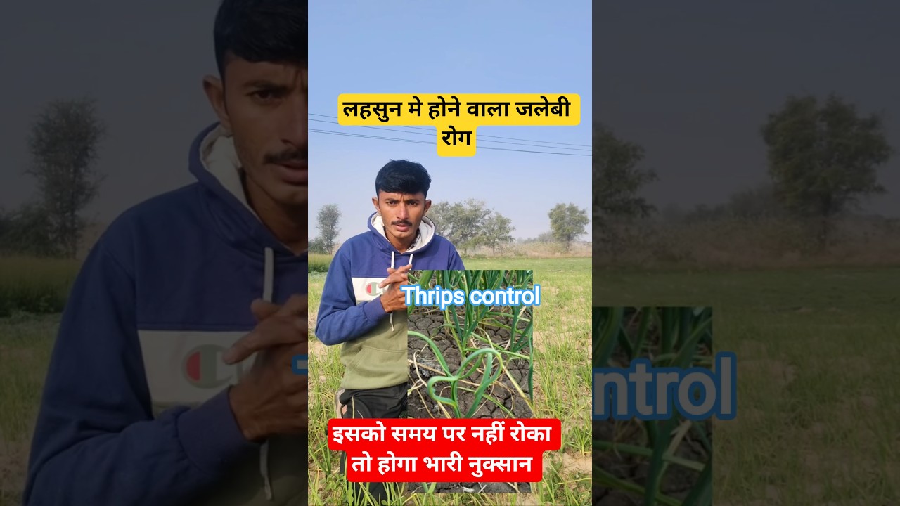 Lahsun me jalebi rog । lahsun me thrips। लहसुन में जलेबी रोग का इलाज । 