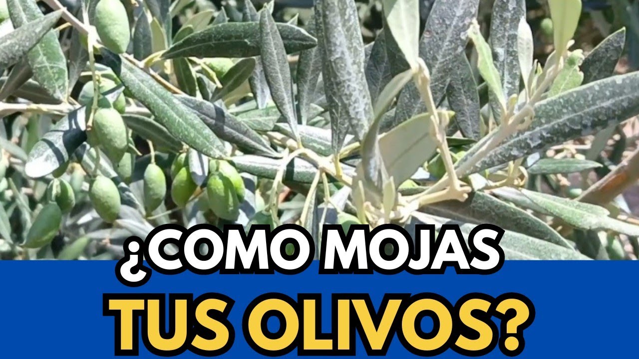 🟥 ¿Estas Seguro de que  Mojas Bien Tus Olivos?