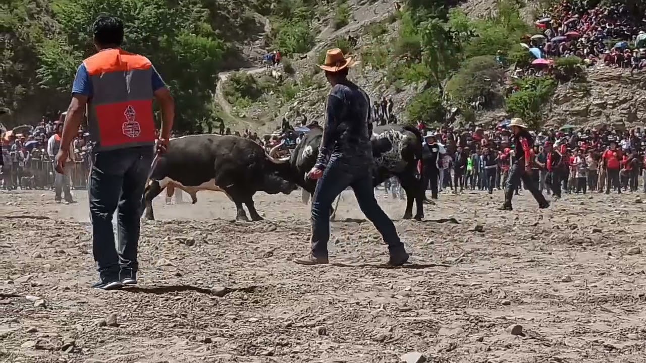 Timón de patas vs walaychu de uras