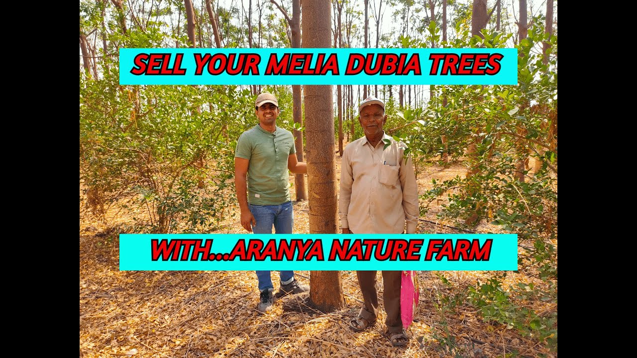 HOW TO HARVEST MELIA DUBIA TREES / ARANYA NATURE FARM / CUTTING MELIA DUBIA TREES IN GUJARAT.