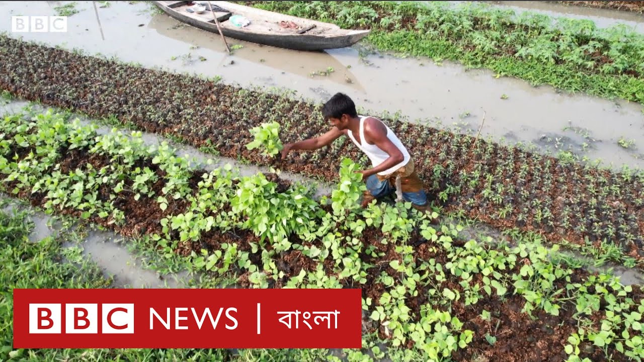 বরিশালে ভাসমান কৃষি জনপ্রিয় হচ্ছে, পানির ওপরে শাক-সবজি চাষ কীভাবে হচ্ছে? | BBC Bangla