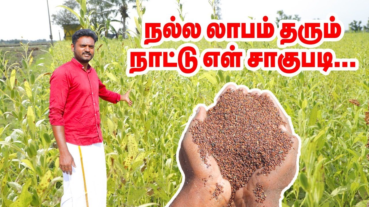 நல்ல லாபம் தரும் நாட்டு எள் சாகுபடி... | Sesame farming in tamil | Pasumai Vikatan