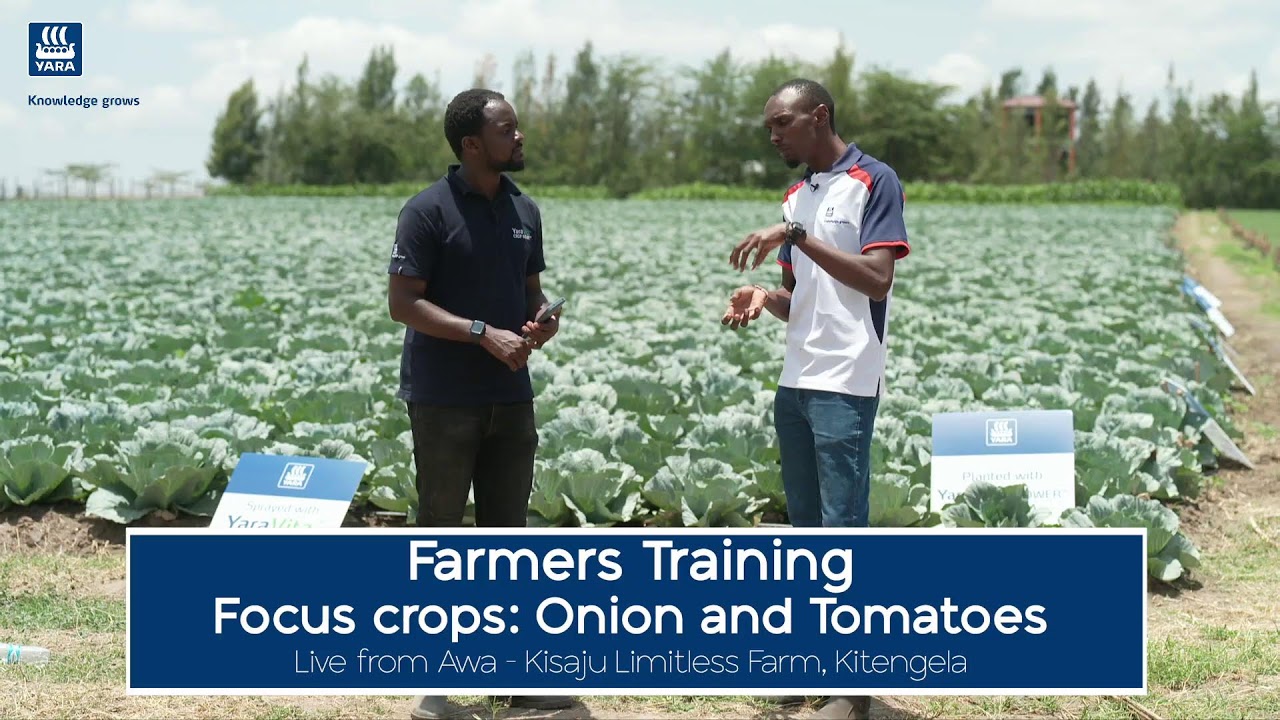 Onion and Tomatoes Farming With Yara Crop Nutrition Program