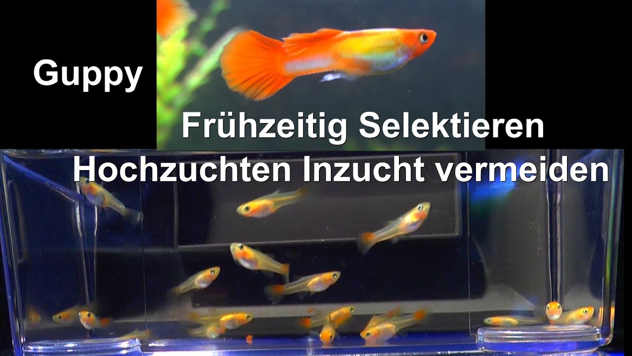 Selektion, Inzucht bei Fischen. Guppy Hochzucht