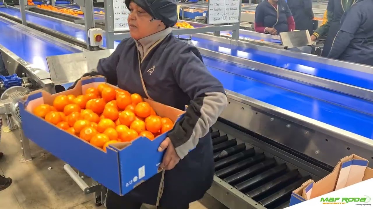 2022 - PATRYSBERG (SOUTH AFRICA) - Citrus Fruit Station
