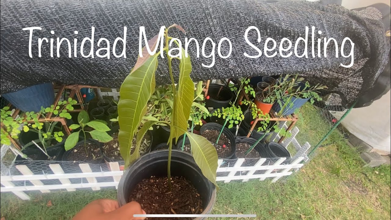 Trinidad Mango Seedling: Fast growth but droopy