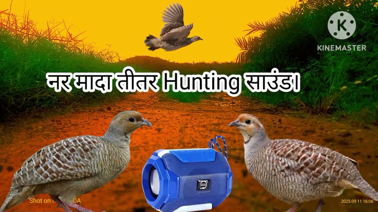 नर मादा तीतर Hunting साउंड। Teetaeshikarsound #teetar #birds #teetarawaz #birdsounds 
