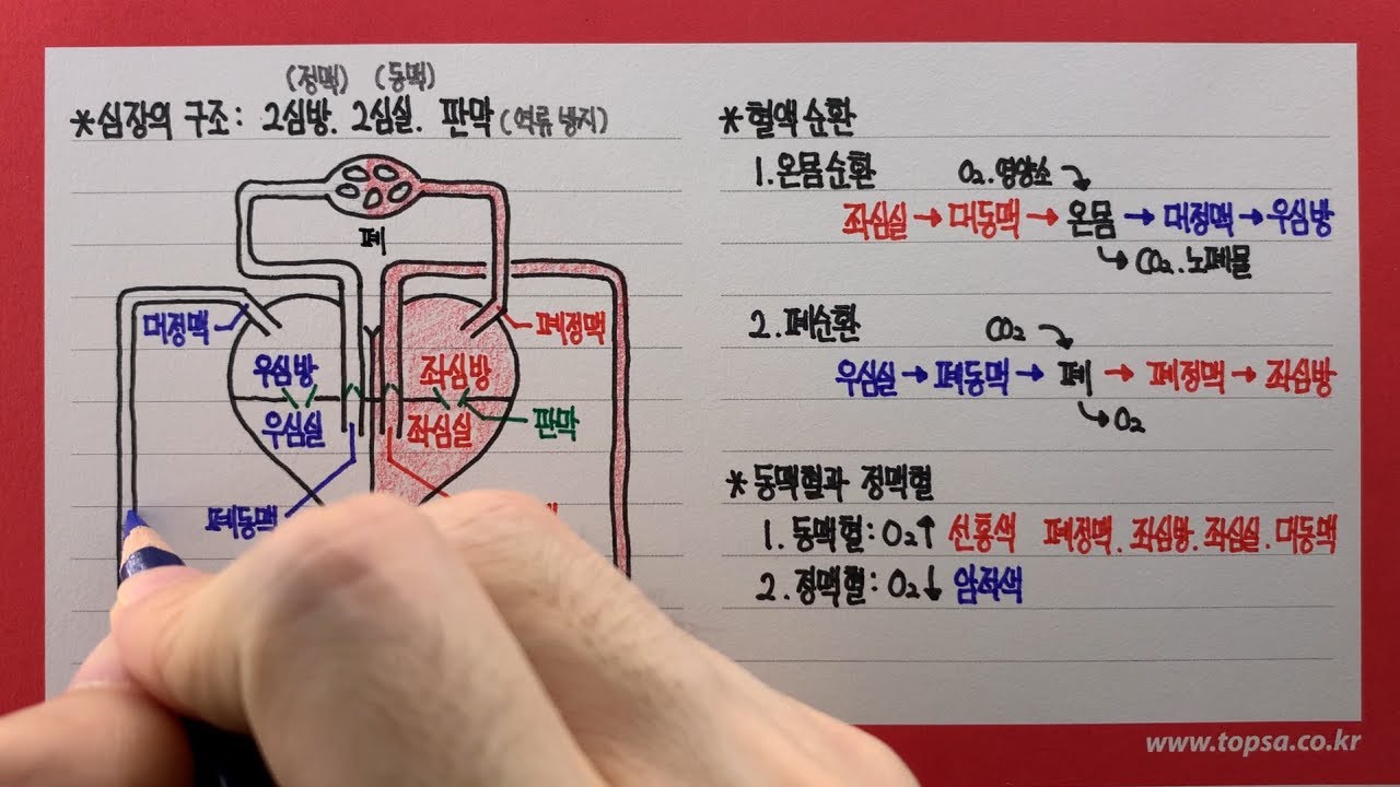심장 구조와 혈액 순환