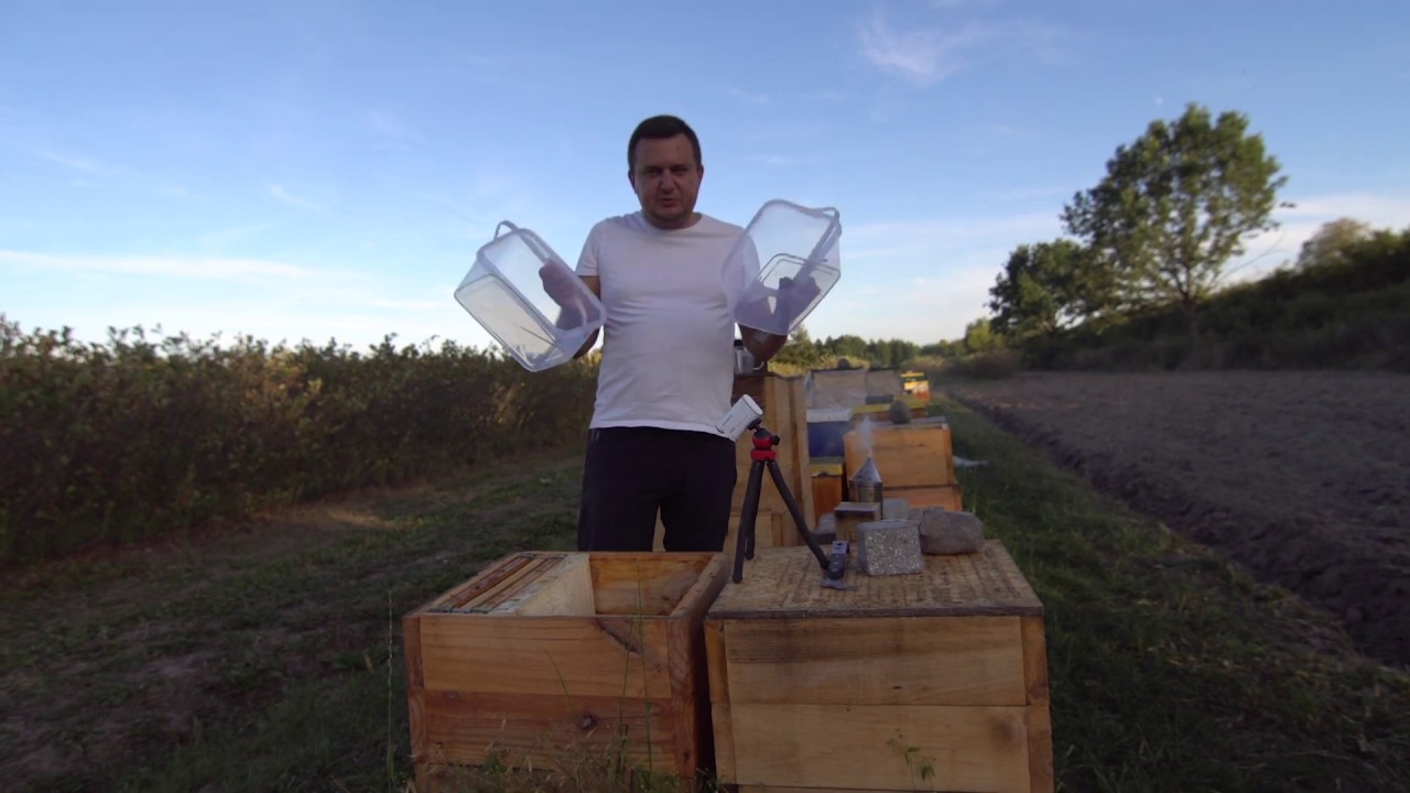Ekologiczna walka z warrozą - zwalczanie warrozy, leczenie pszcz&oacute;ł chlorkiem litu - zabiegi testowe
