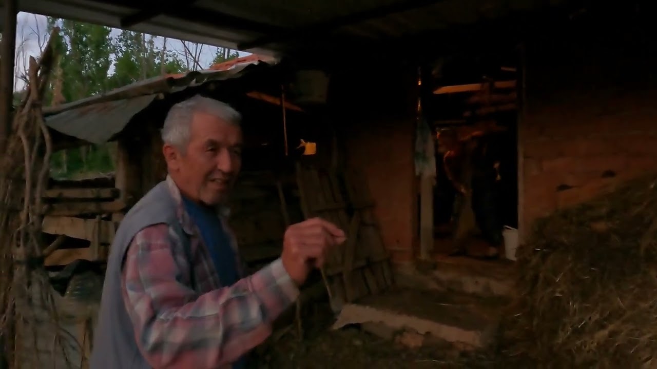 Süper kadın ineklerine bakıyor  akşam beslenmesi