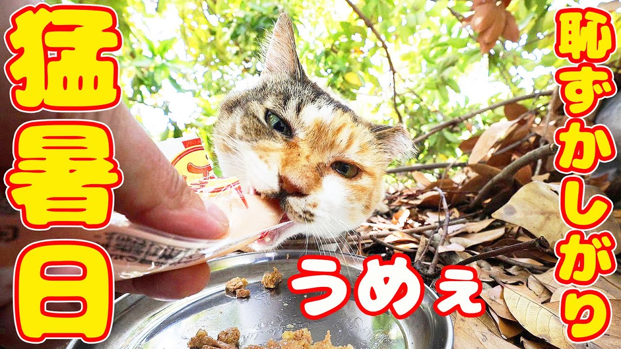 恥ずかしがりの猫にご飯をあげたら別の猫が・・・  地域猫ボランティアさん急逝後に火事エリア さくらねこへの給餌