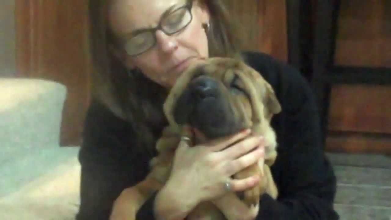 Margem Hills Shar-Pei 