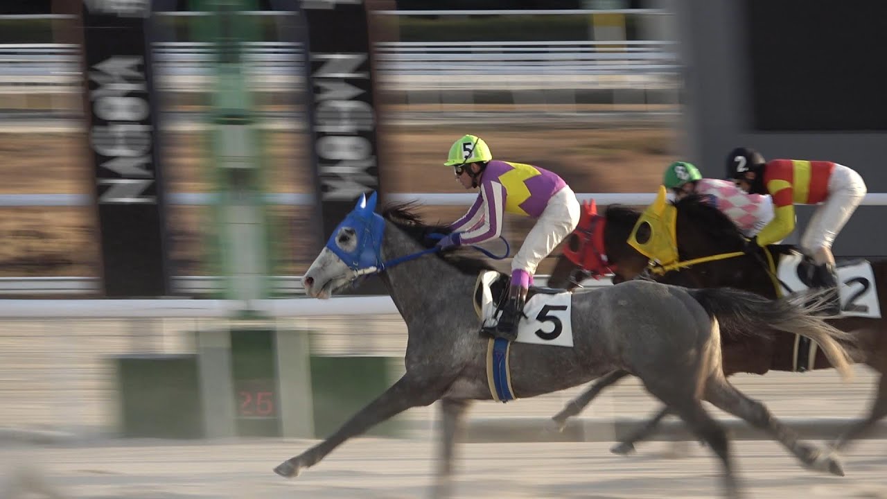 【現地撮影】2026年1月26日名古屋競馬場4Rシロイヤツ&尾崎章生騎手8着
