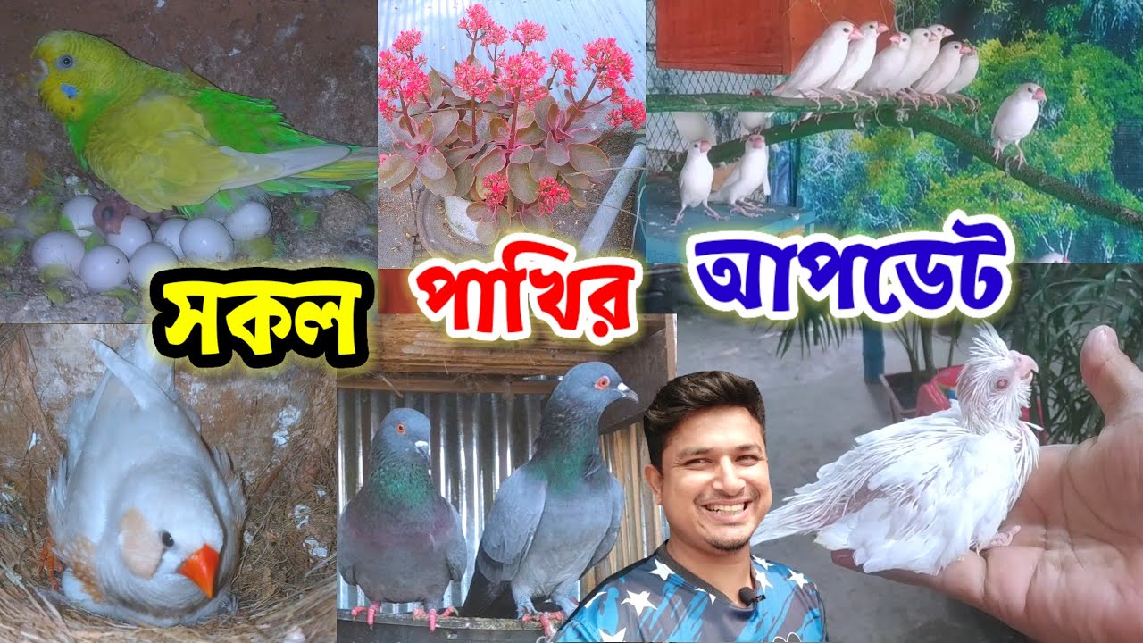পাখির খামার || সকল পাখির ব্রিডিং আপডেট || pakhir khamar bangladesh || Birds of village