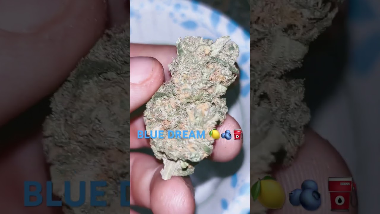 BLUE DREAM 🍋🫐⛽️ by LitFarms#420 #cannabiscommunity #trending #weedchannel #cannabiseducation