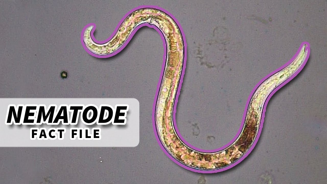 Nematoda Facts: ROUNDWORM Facts and Information | Animal Fact Files