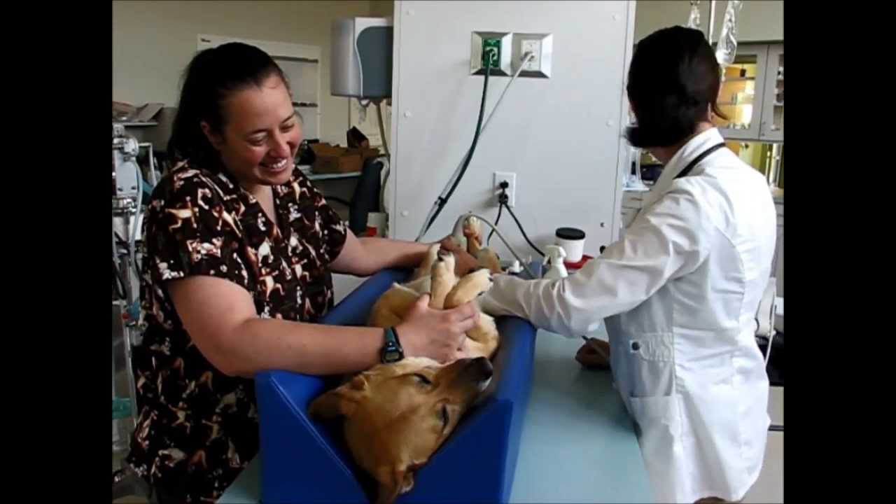 Schwenksville Vet is Growing - Get to Know Dr. Anna, Your Local Veterinarian