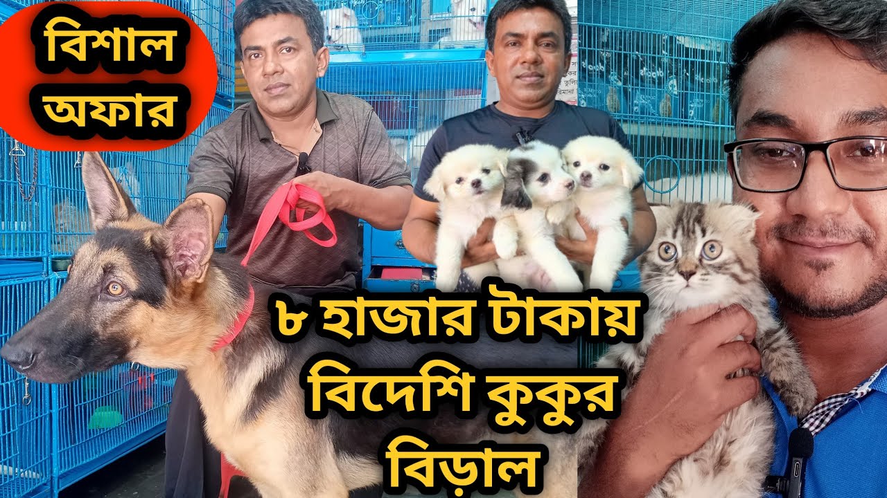 Katabon animal market in bangladesh|German Shepherd| Lhasa Apso| Persian Cat| Dog and cat price 2023