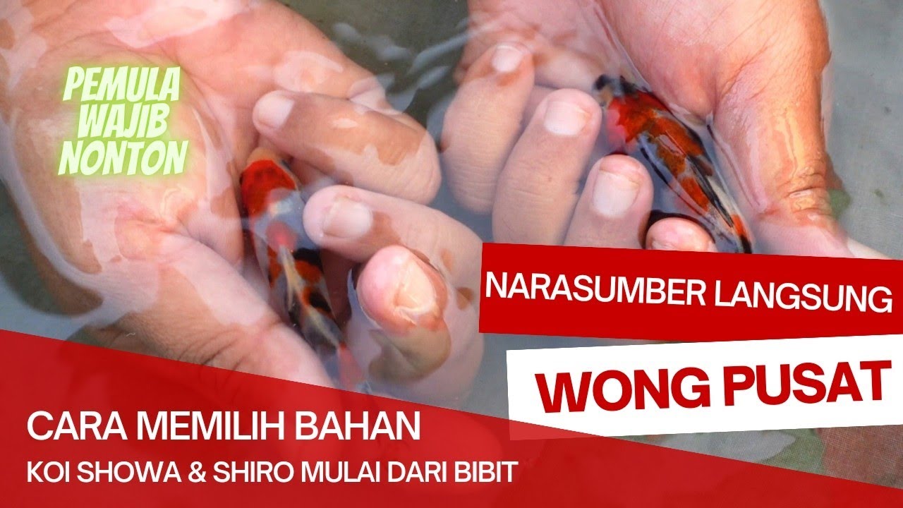 KEREN NI‼️CARA MEMILIH BIBIT SHOWA & SHIRO‼️LANGSUNG DARI WONG PUSAT‼️