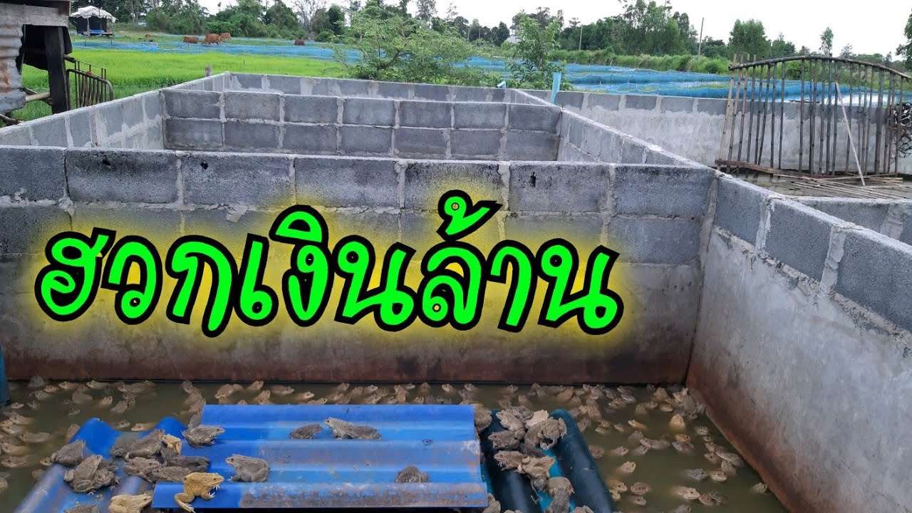 ฟาร์มฮวกเงินล้านจ.อุบลฯ!!ไปดูบ่อพ่อพันธุ์แม่พันธุ์แหล่งผลิตฮวกรายใหญ่??
