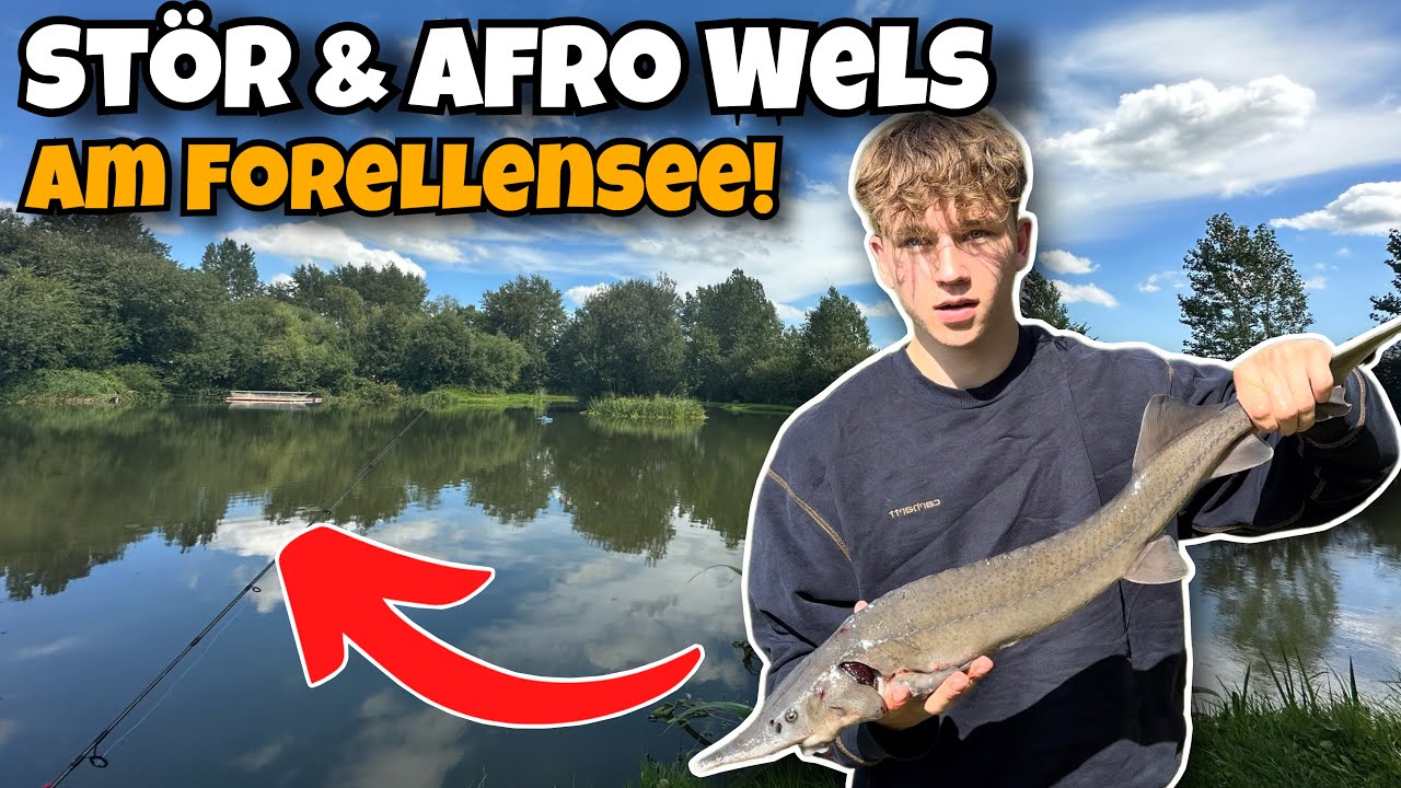 Stör & Afro Wels Angeln am Forellensee - Die BESTEN Köder und Montagen