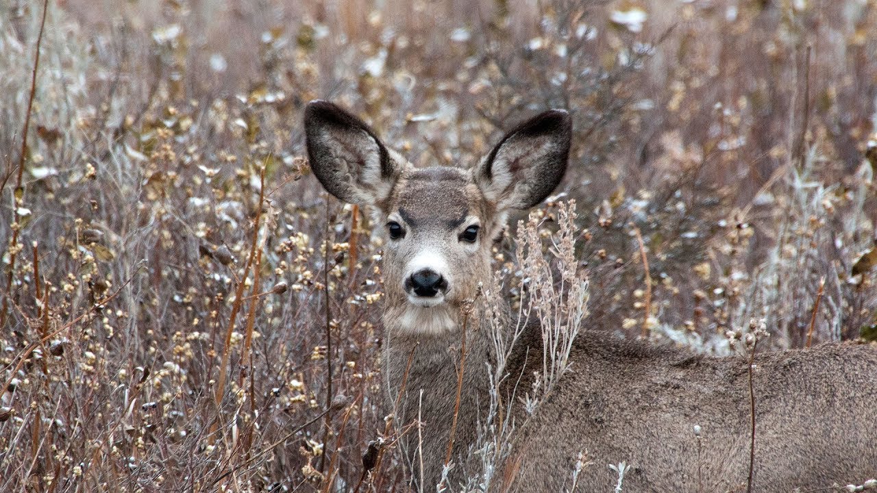 Common Hunting Violations - NDGNF