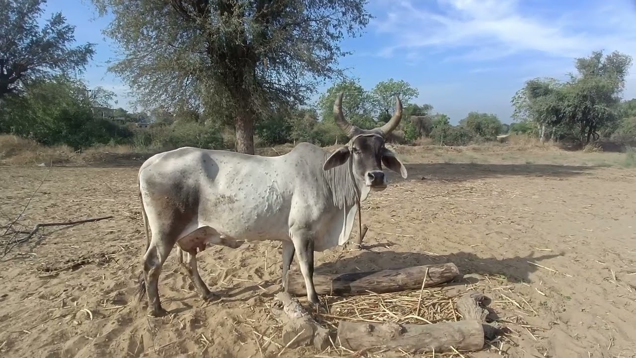 गांव का रियल वीडियो बिना एडिटिंग के कैसा दिखता है मेरा गांव