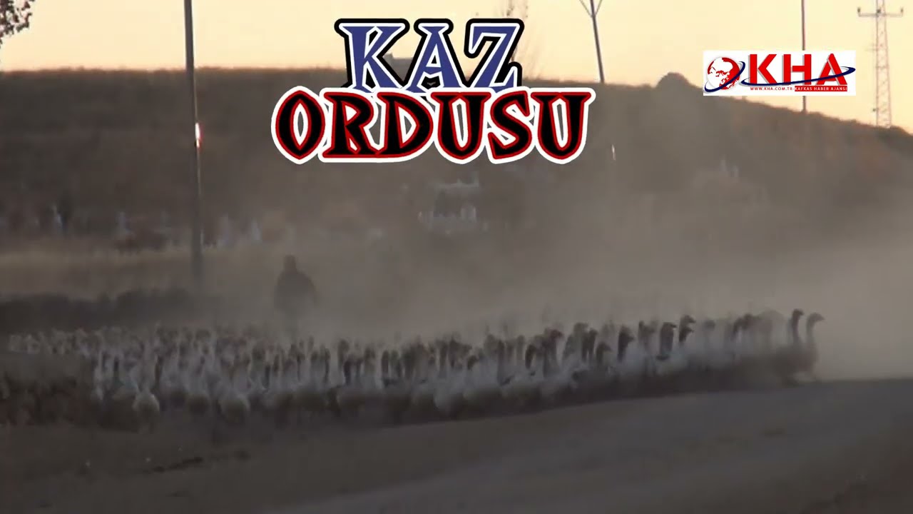 Kazların su yolculuğu