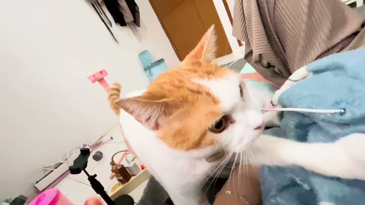 Ya Allah rasanya luar biasa senang karena punya kucing yang sangat pintar😭 dia mijitin akuu😭🫶🏻