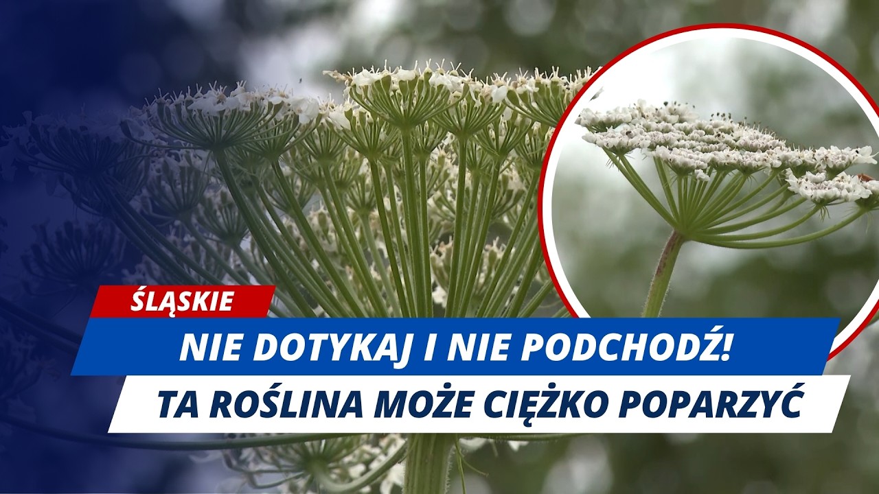 BARSZCZ SOSNOWSKIEGO PARZY NAWET BEZ DOTYKANIA!