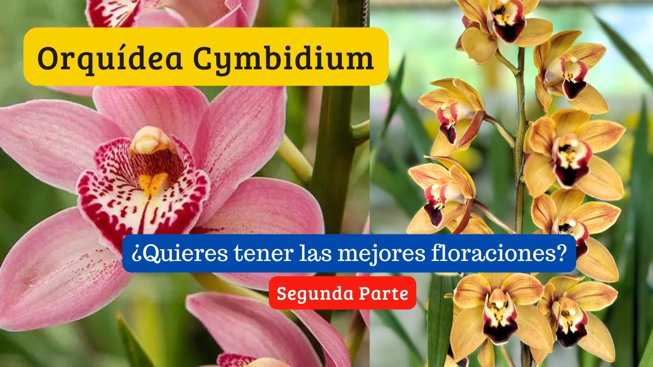Más de 2000 Cymbidium fertilizadas de manera orgánica y con sustrato en pasto 😱.