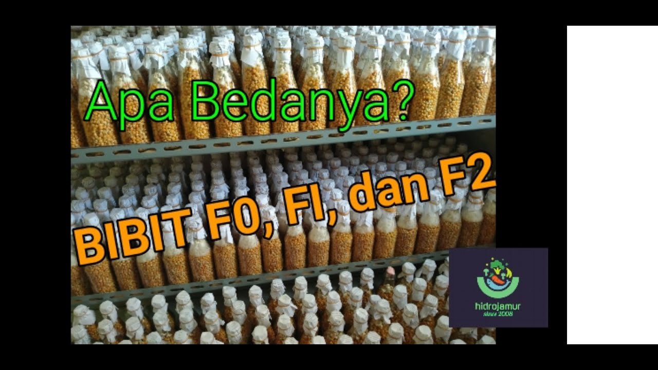 Perbedaan Bibit F0, Bibit F1 dan Bibit F2 Jamur Tiram